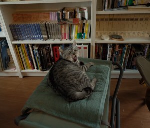 三脚の肩に食ひ込む梅雨入かな、Starting a New Job,&nbsp;20250610