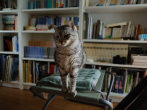 自宅、近所、20250615