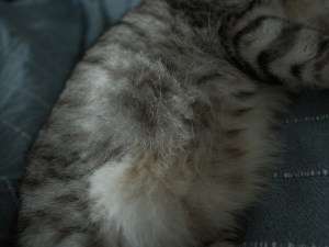 自宅、多摩川、夕焼け、調布飛行場、F1 Canadian Grand Prix,&nbsp;20250616