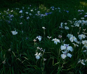 Hot and Humid,&nbsp;20250617