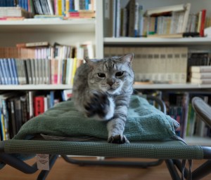 自宅、近所、20250618