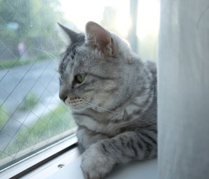 無為に過ごす、イミテーション・ゲーム、20250621