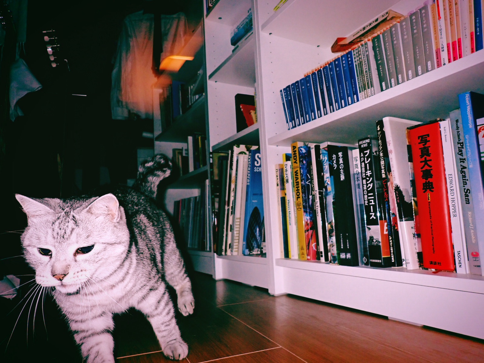 猫と戯れる、Playing with My Cat, 20250701
