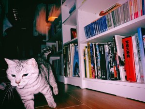 猫と戯れる、Playing with My Cat,&nbsp;20250701