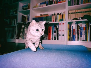 インテグリティ、Integrity, 20250708