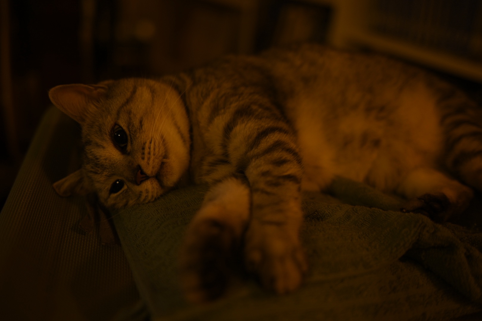 猫退屈す、The Cat Was Bored, 20250630