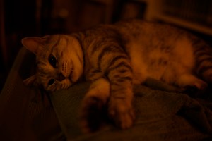 猫退屈す、The Cat Was Bored,&nbsp;20250630