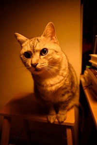 原宿と渋谷で過ごす、20250703