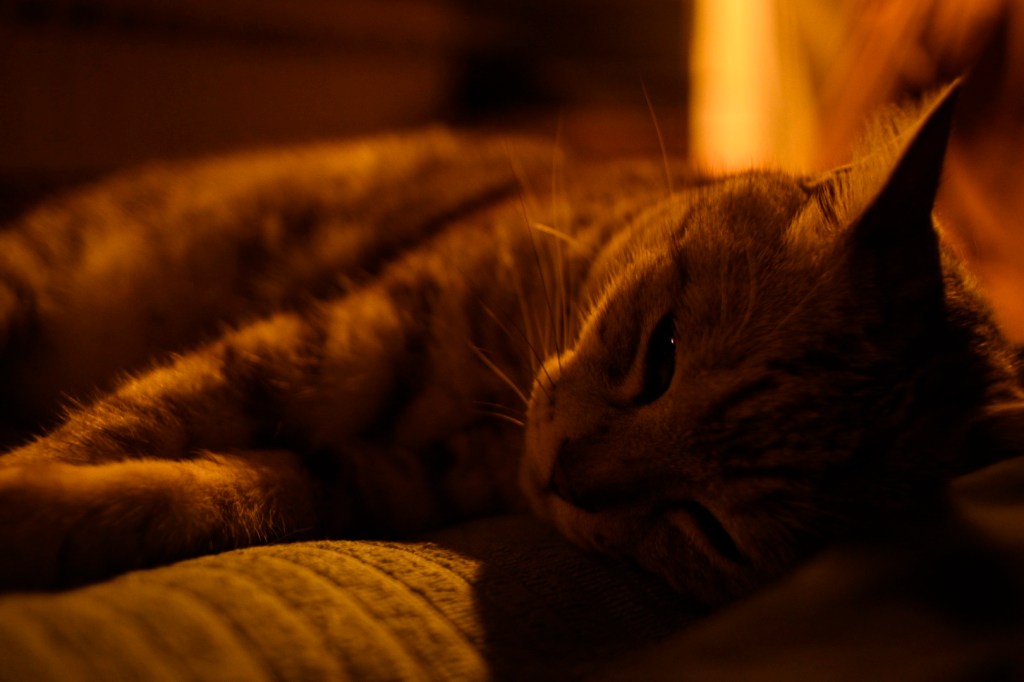 『ベートーベン』と『ピーターラビット』、The Cat and I Watched Dogs and Rabbits,&nbsp;202500709