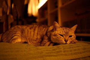 サブ3のために走る、Evening Run, 20250710