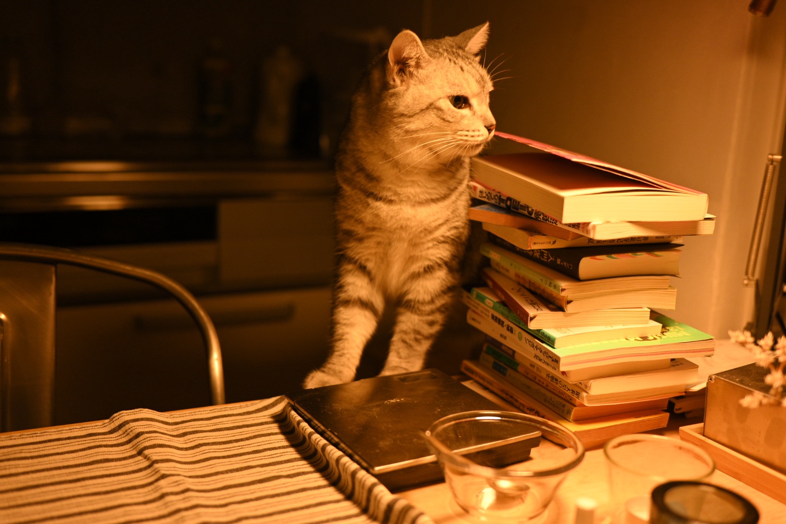 水木ジョグ、20250721