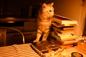 水木ジョグ、20250721