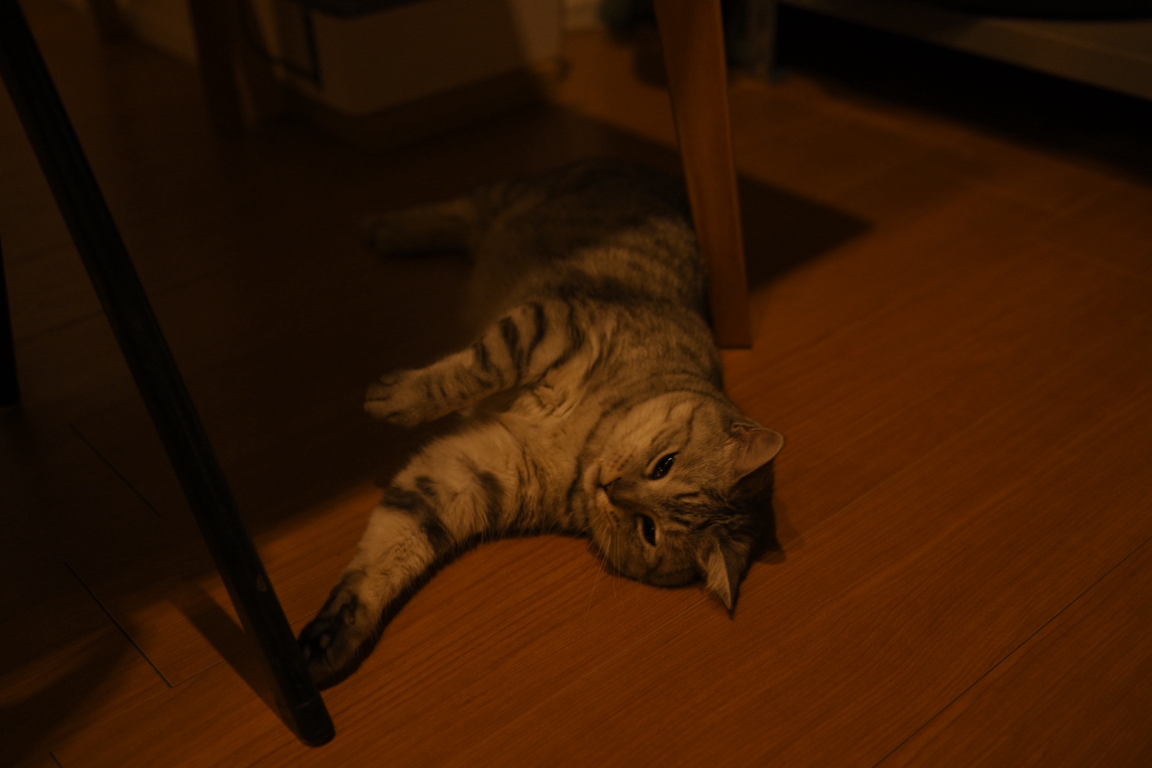 高田渡「当世平和節」、20250722