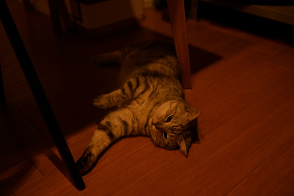 高田渡「当世平和節」、20250722