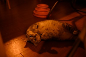 キャベツ畑、Cabbage Field, 20250723