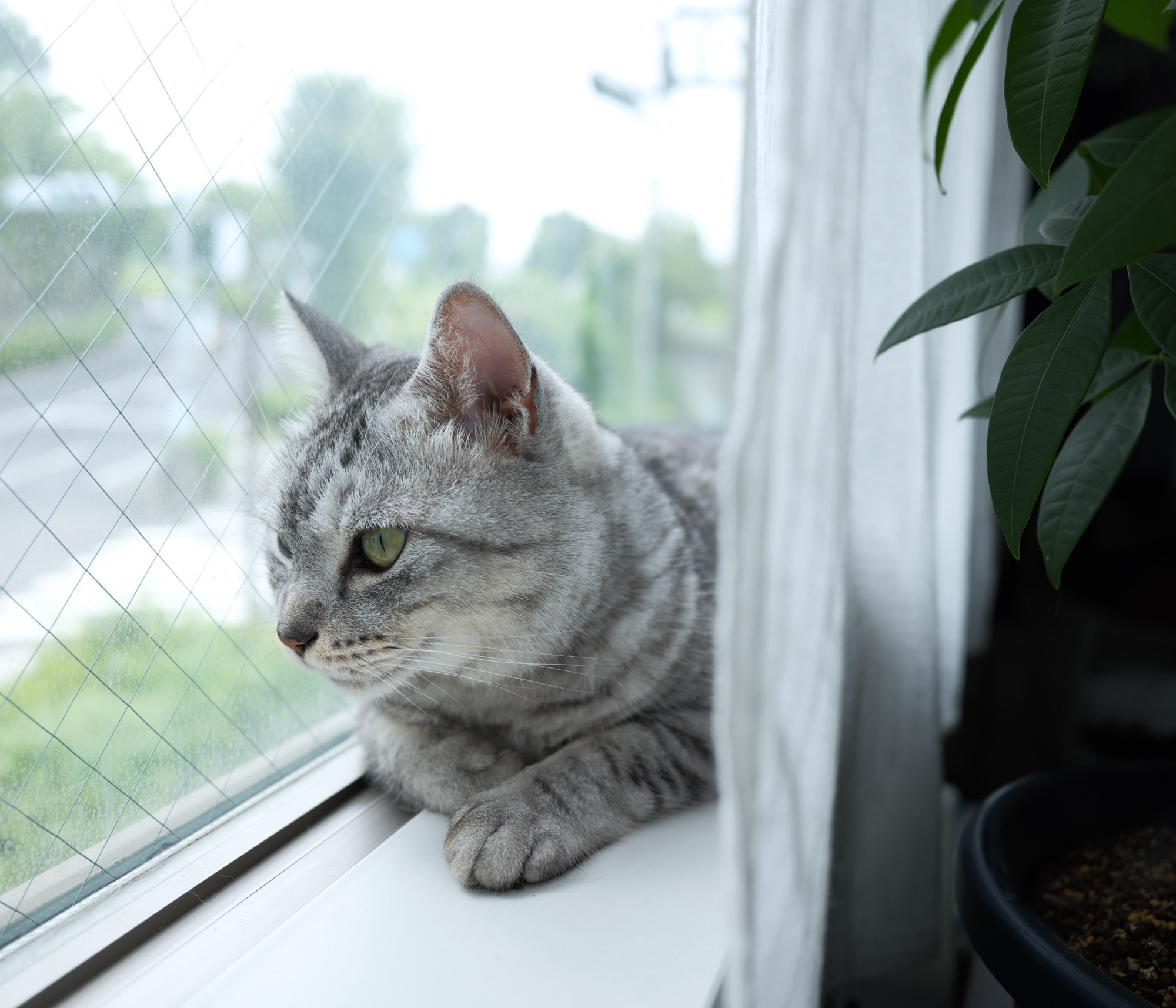 ピーターラビットを読む、20250715