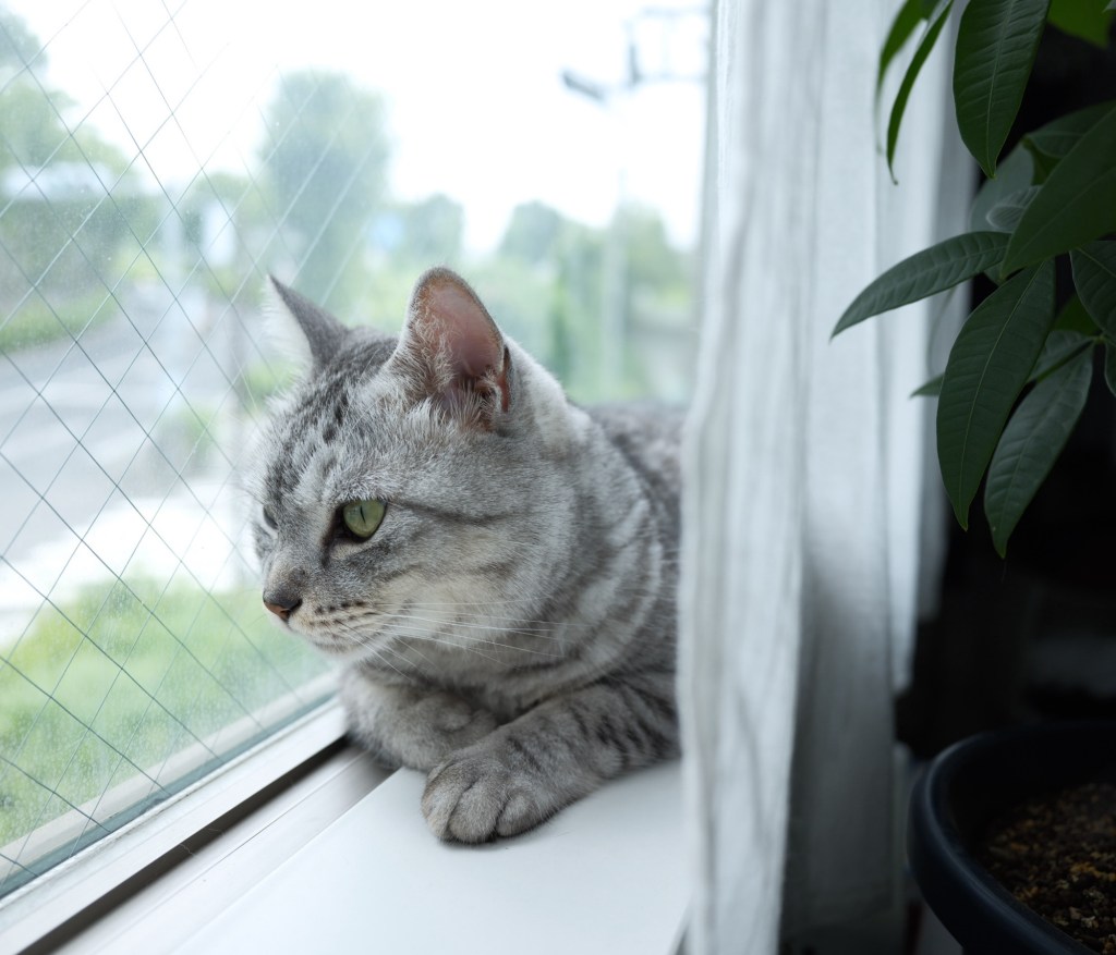 ピーターラビットを読む、20250715