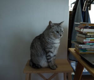 角田の復活、Yuki Tsunoda at Spa,&nbsp;20250726