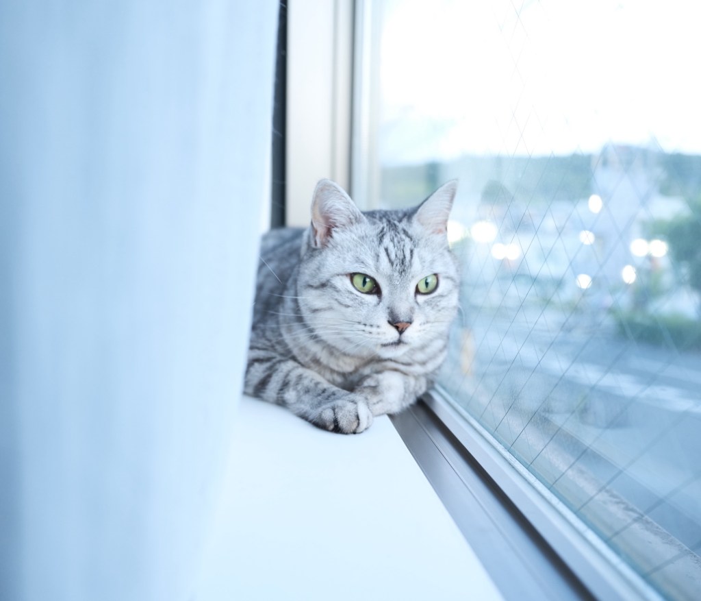 料理を楽しむ日曜日、20250727