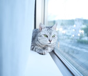 料理を楽しむ日曜日、20250727