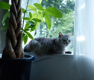 筋肉痛、8連勝、20250730