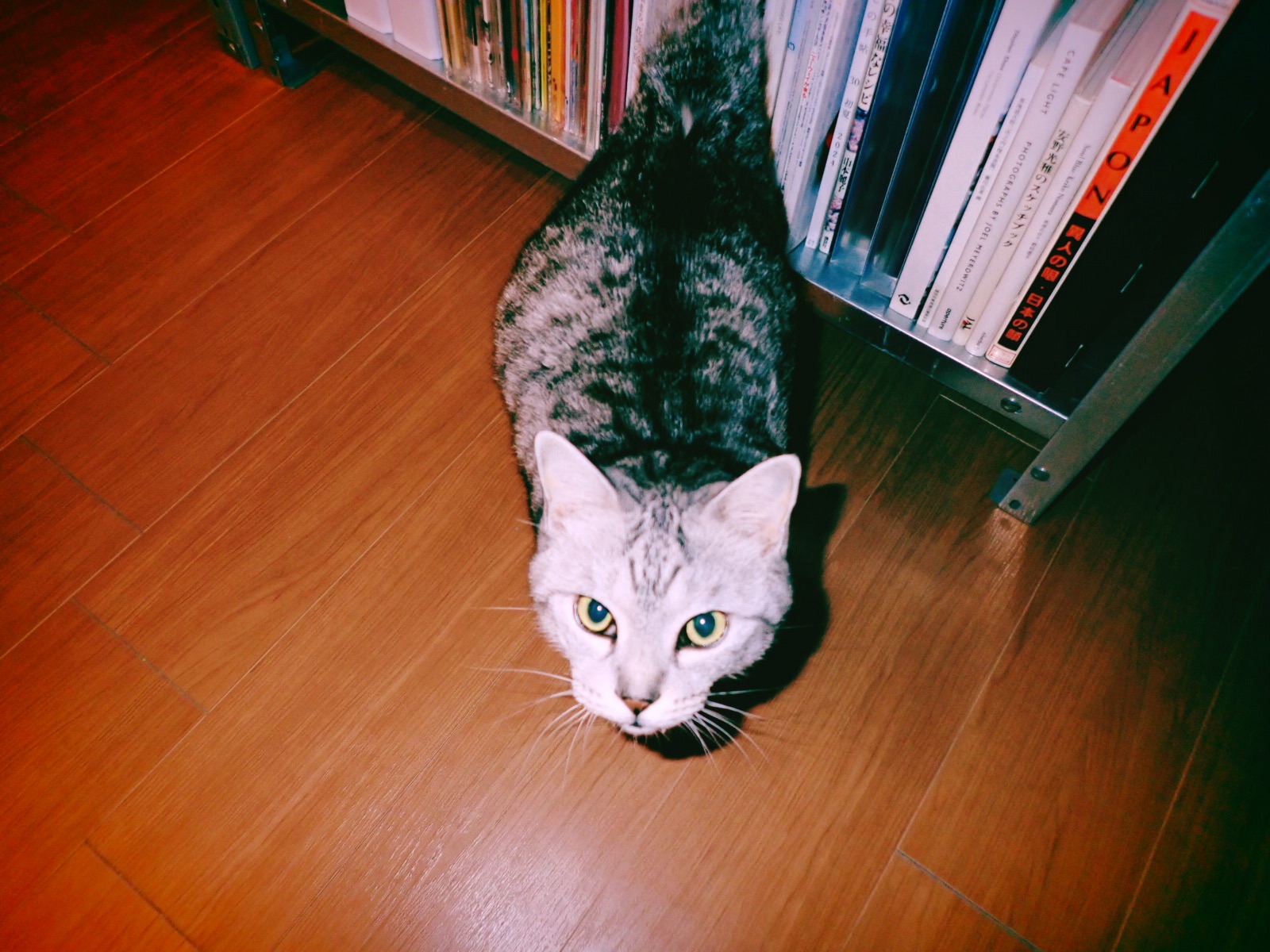 高尾山、スー、原爆忌、20250806