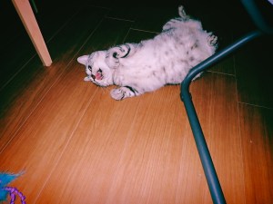 スティーグリッツ、永井隆博士、20250810