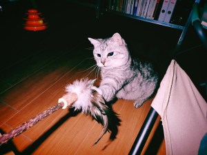 ラジオ、柴田元幸、中年、20250811