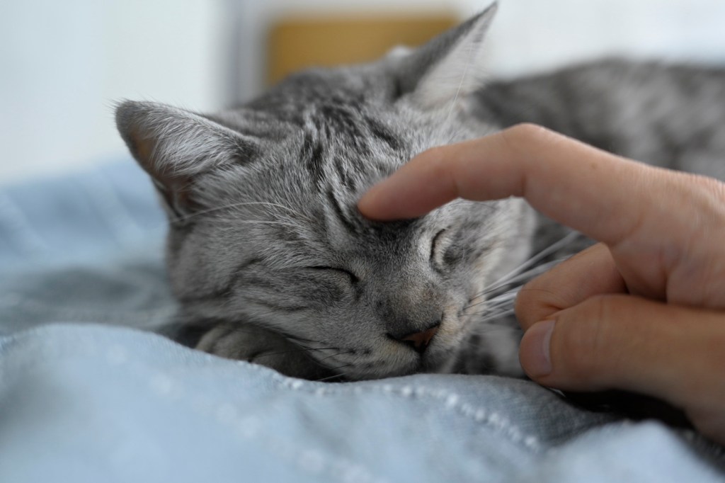 高梨、内山、ブルペン、宮本、太田、赤羽、増田珠、20250808