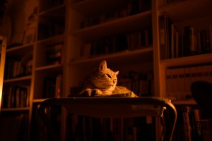 スケジュールの融通性と体力、20250817