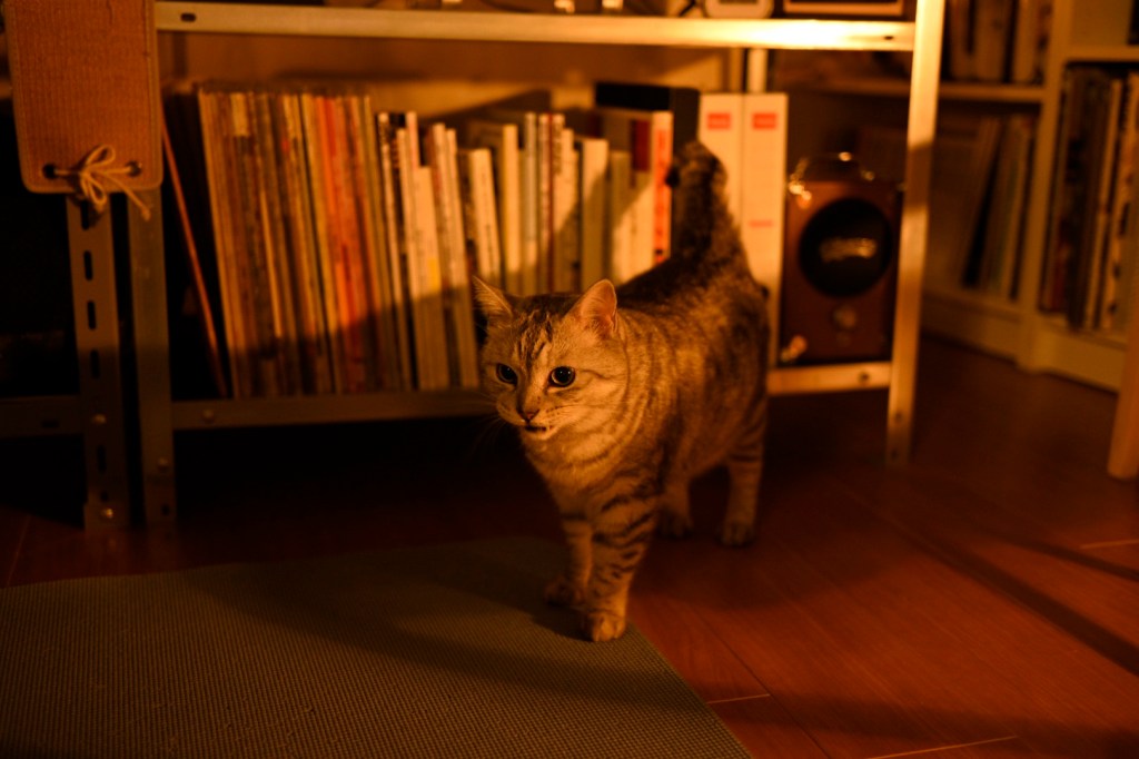 5000m, 24:54, 20250819