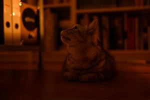 アビラと矢崎と打線の粘り、20250820