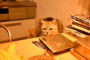 秋の虫、20250821