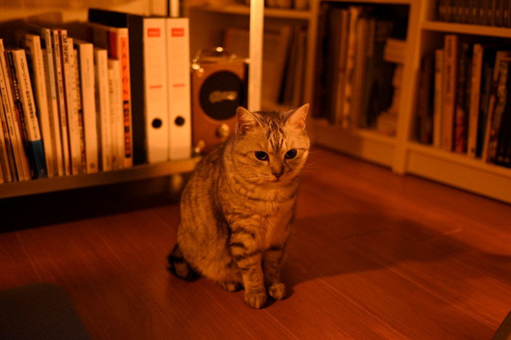 新月だろう、20250823