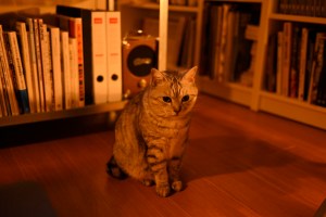 新月だろう、20250823