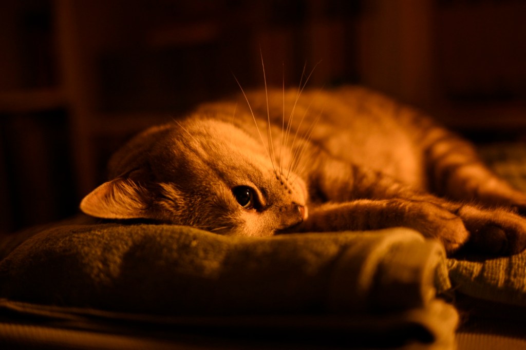 これからは心肺能力を鍛える、VO2Max54、20250827