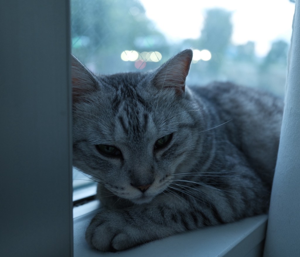 水木さんの旋毛、20250809