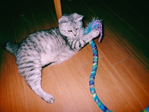 新年度、学芸大学、ポール、20250901