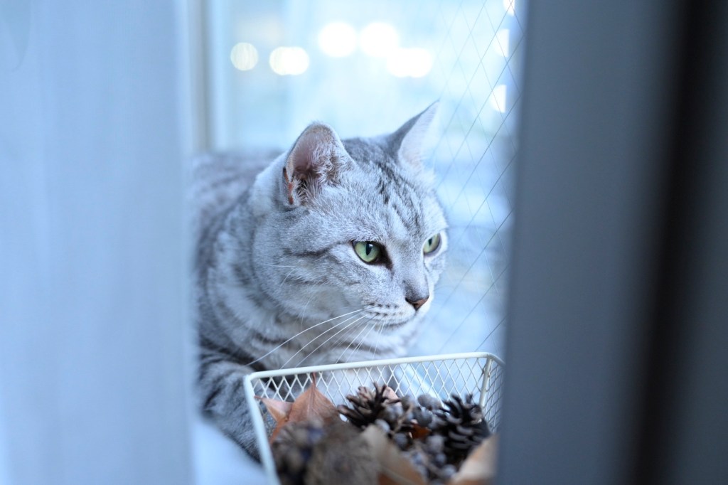 蔵書の埃を払う日曜日、5キロ、20250831