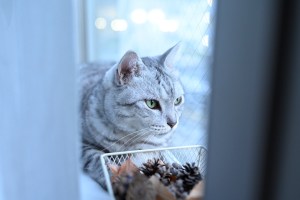 蔵書の埃を払う日曜日、5キロ、20250831