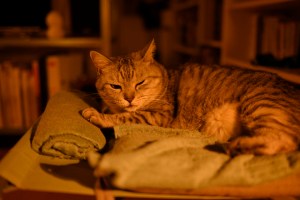 デュプランティス、12km, 20250915