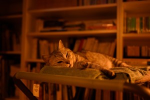 猫落つ、0km, 20250916