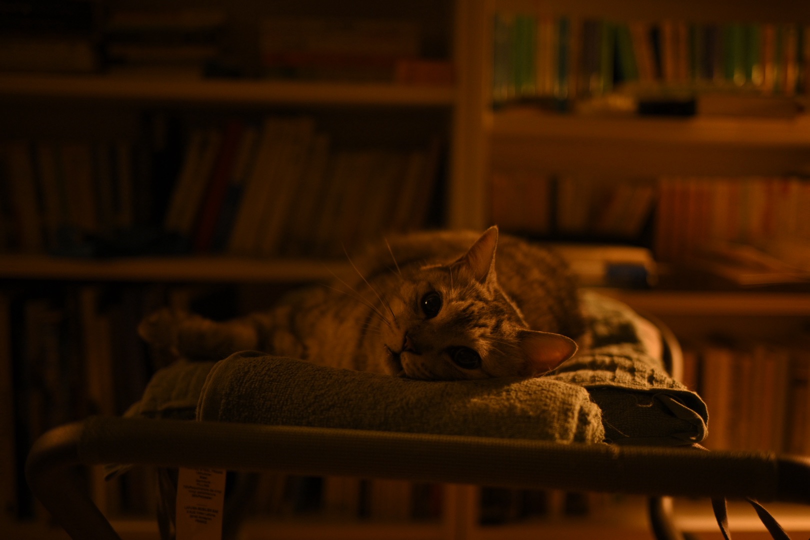 本を探す、中央線沿線、0km, 20250917