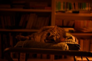 本を探す、中央線沿線、0km, 20250917