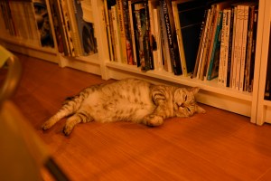 アミーゴのバモス、0km, 20250920