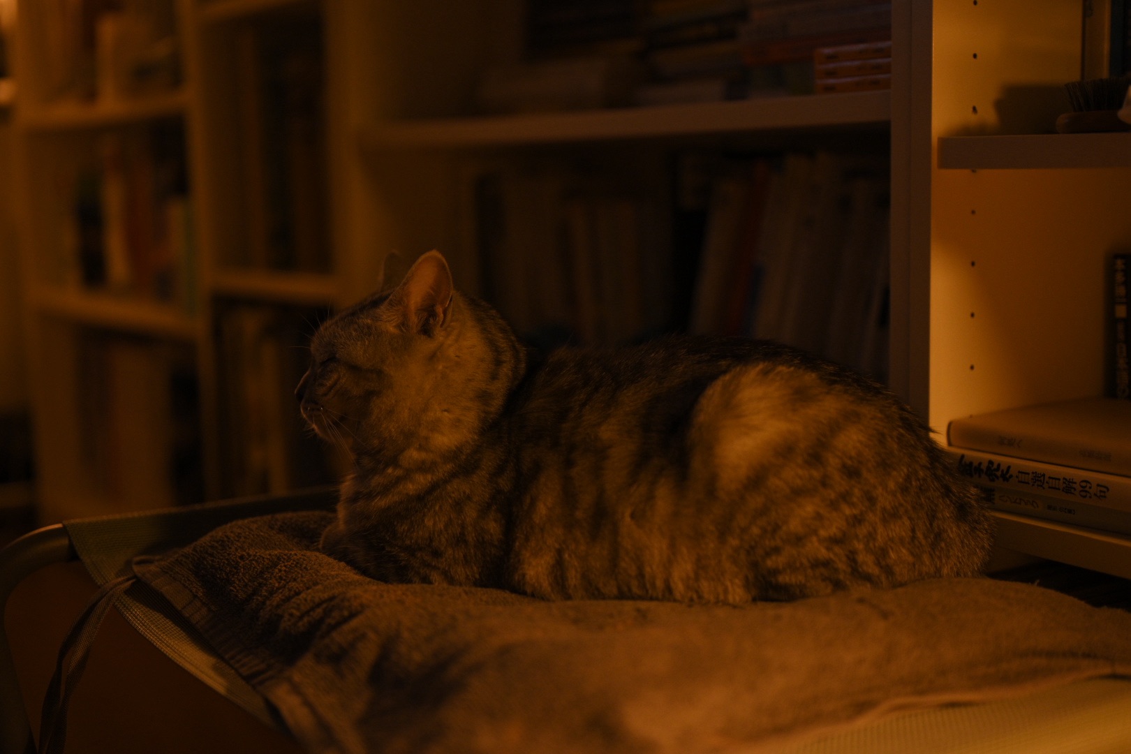 “Beast of Burden”、ストーンズの勉強を開始す、11km, 20250923