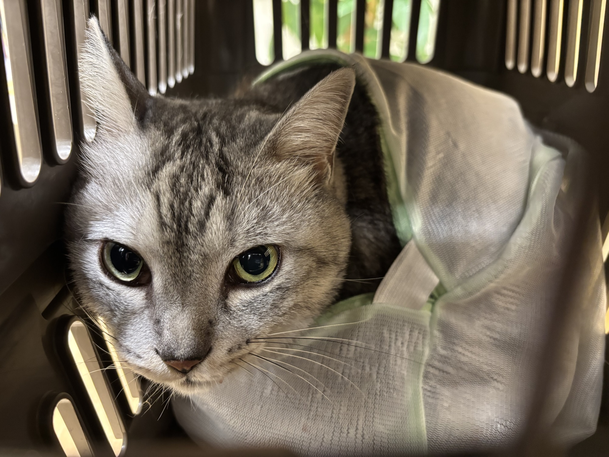 世界の真理を知る、目黒、”Sweet Sounds of Heaven”, 22km, 20251001