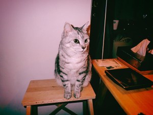 授業をさぼってMDプレイヤーで”Stealing My Heart”、0km, 20251002