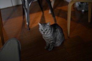 10/26 Stones Night at Meguro Time Out, “Tumbling Dice”, 0km,&nbsp;20250930