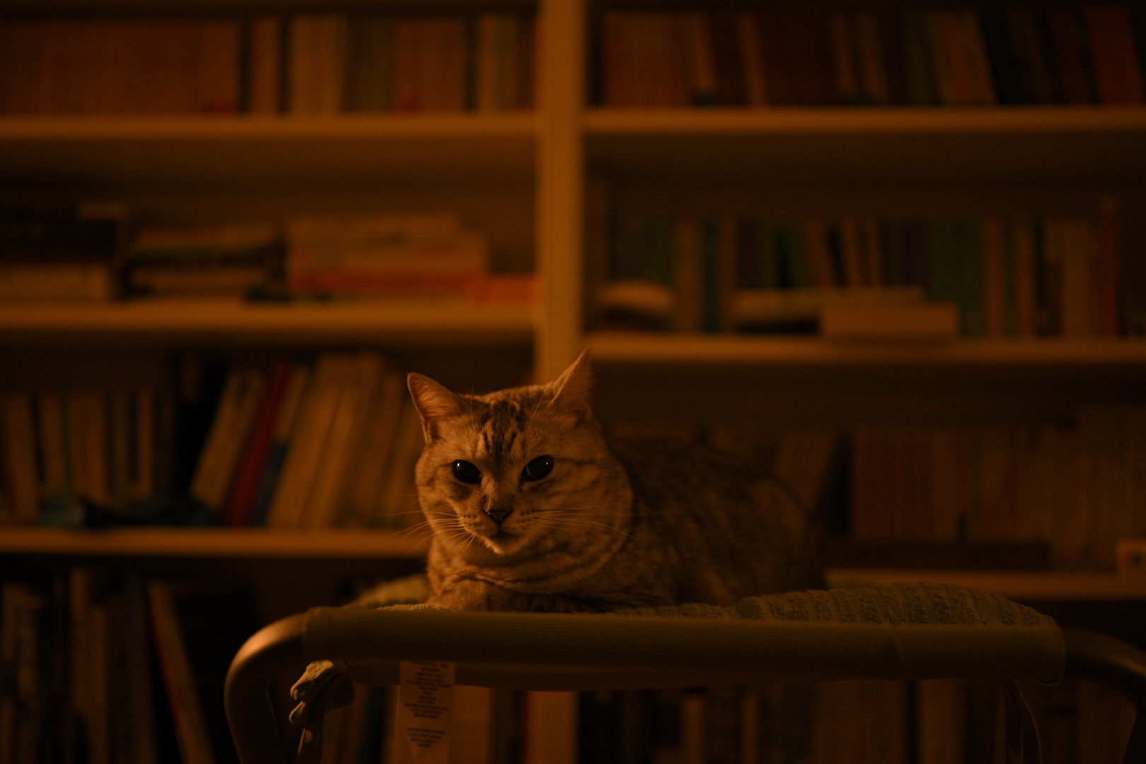 ビル・ワイマンが暗闇で躍動する”Miss You”、11km, 20251003